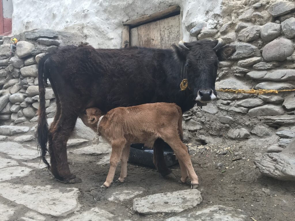 Picture of mother and baby cow