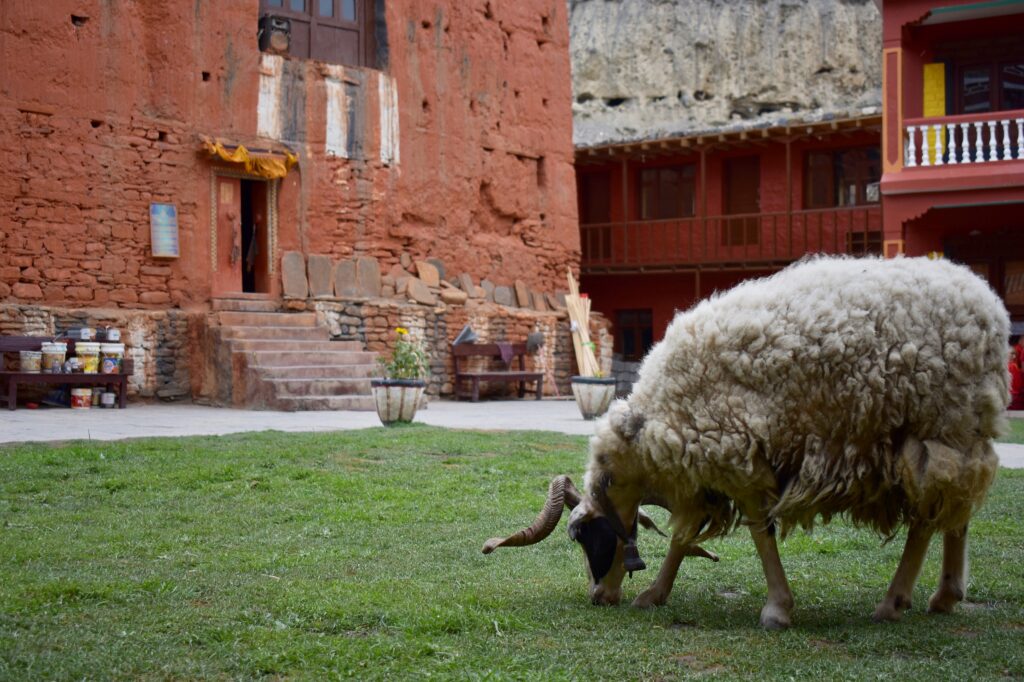 Image of sheep in front of monastery