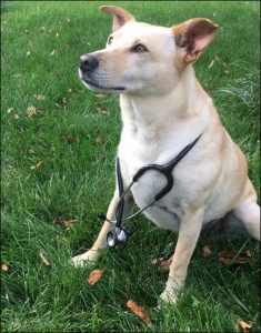 Dog with stethoscope