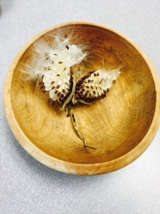 Milkweed in a bowl