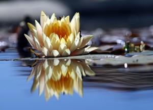 Lily on water with reflection