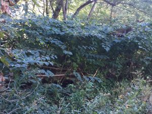 This is a picture of the tall shrubs that are only found clumped together.