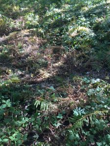 This is a picture of the deer bed near my spot!