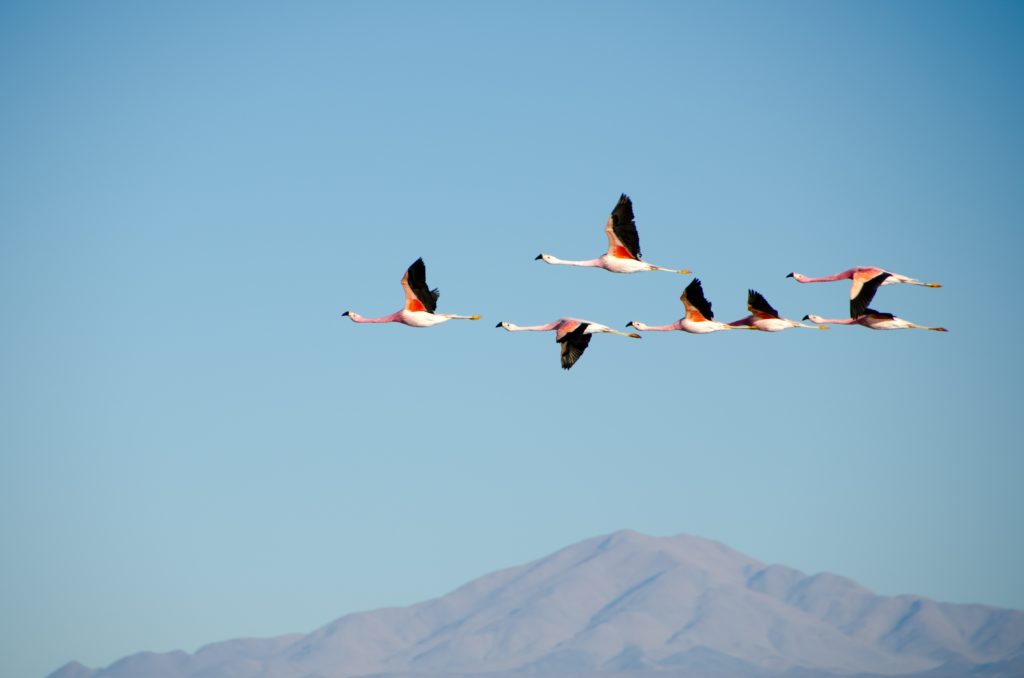 Geese flying in formation with mountain top beneath