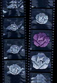 film strip of flower