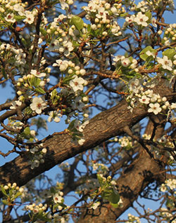 spring blossoms from 2013