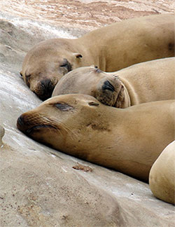 Seals sleeping
