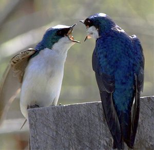 Tree swallows arguing.