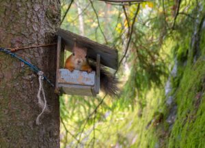 Red squirrel in bird feeder