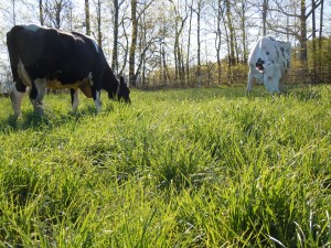 Dense spring pasture