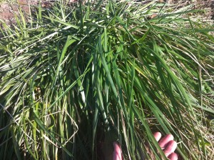 Tall fescue