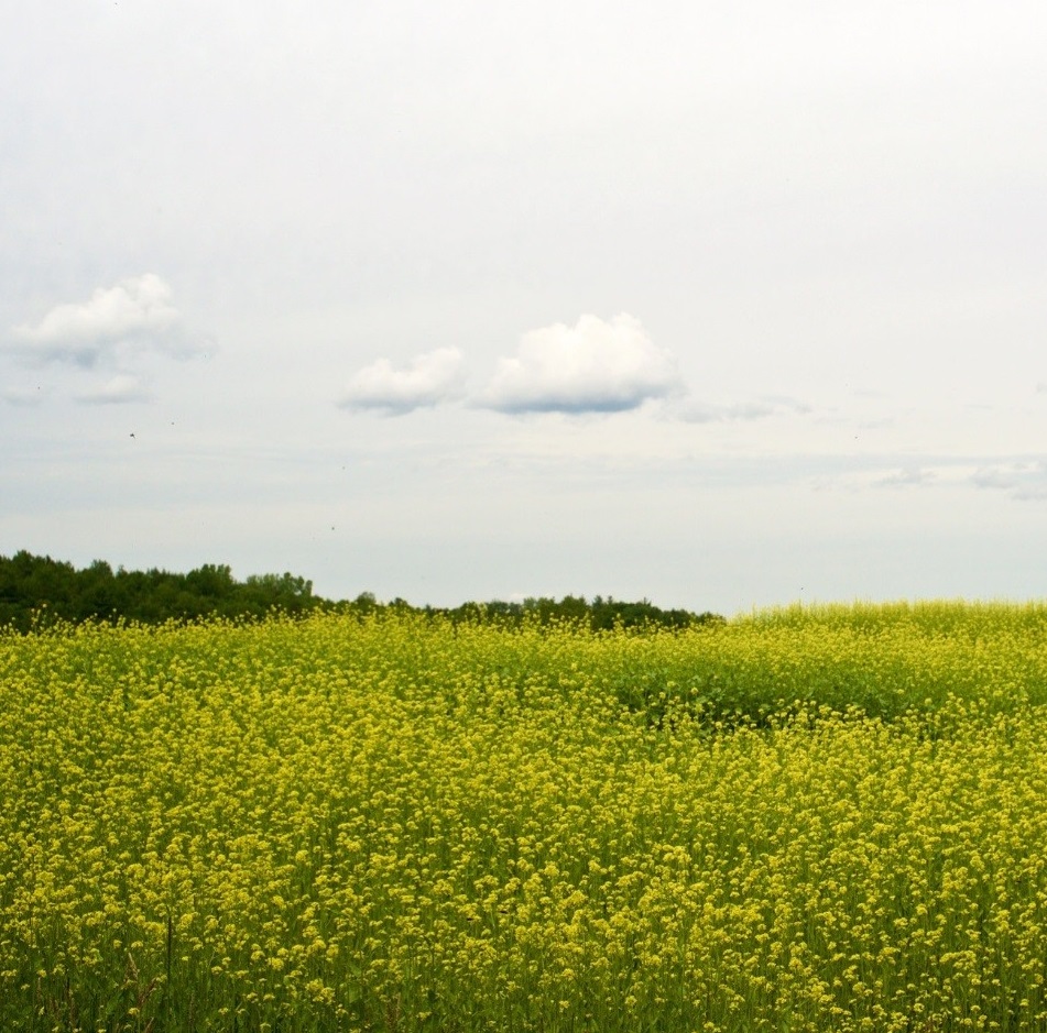 Mustard Cover Crops Offer Benefits Beyond Soil Health Champlain