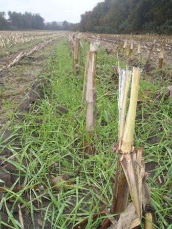 In the Press: UVM tests aerial planting of cover crops