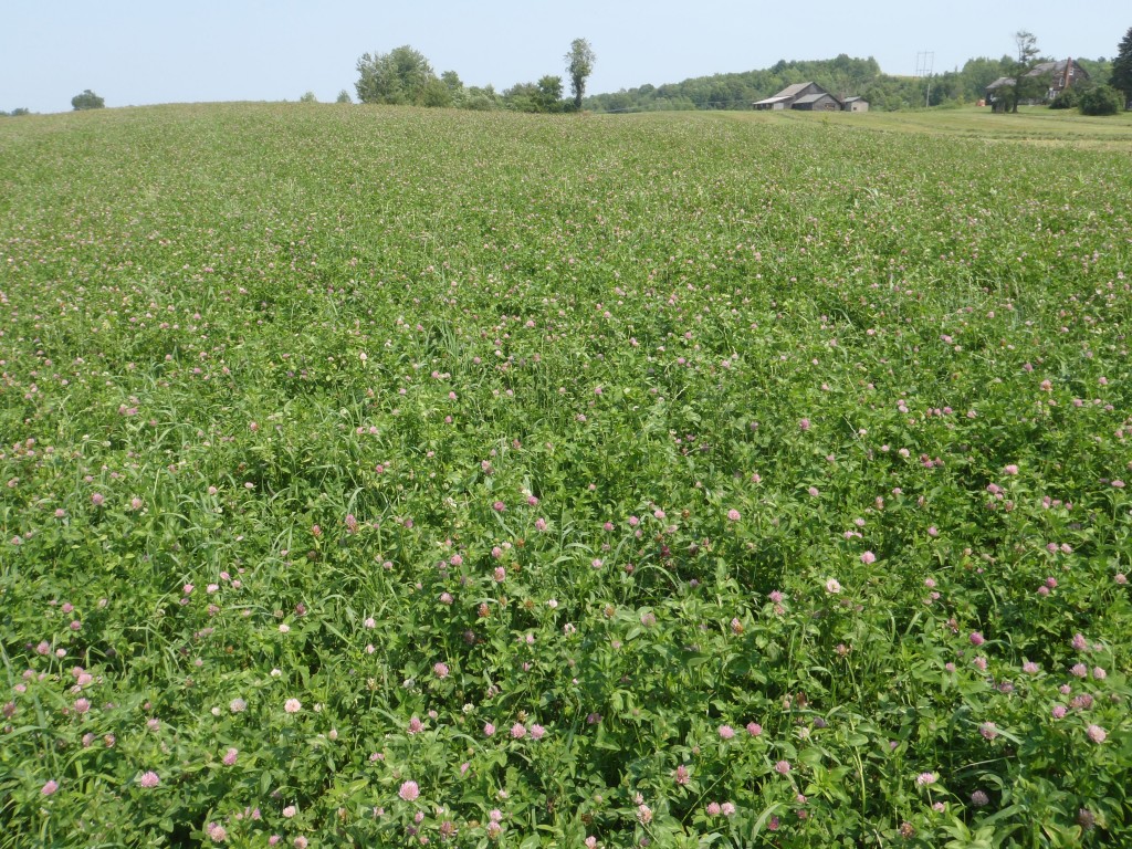 Frost Seeding: Simple, But Not Foolproof