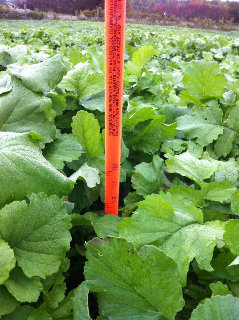 Forage radishes in October