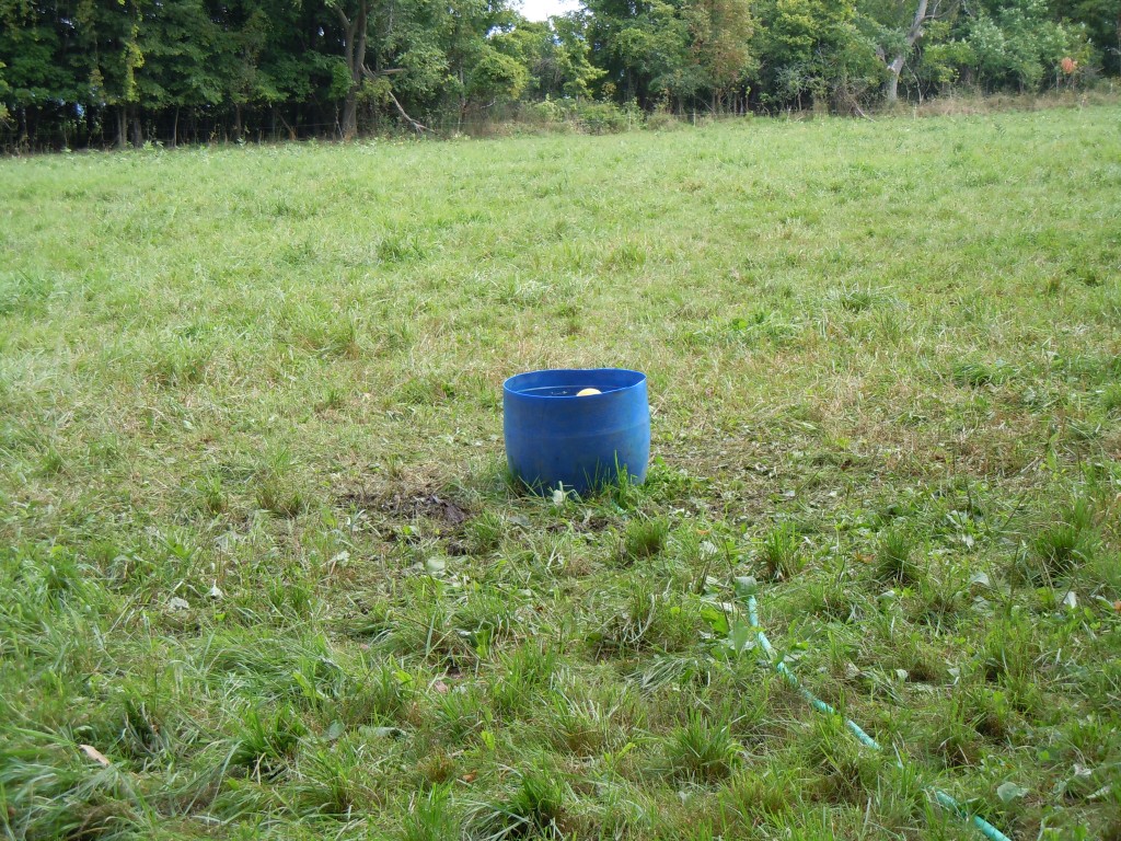 Cows Need Water to Thrive, Not Just Survive