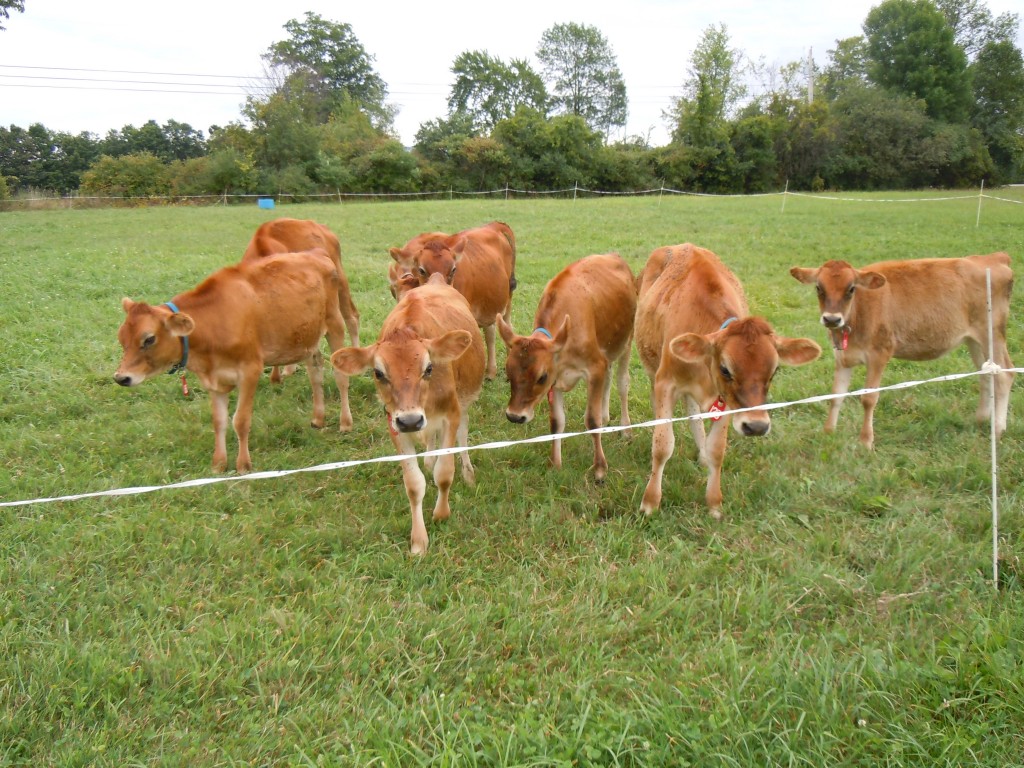 Pasture Management Planning for the New Year