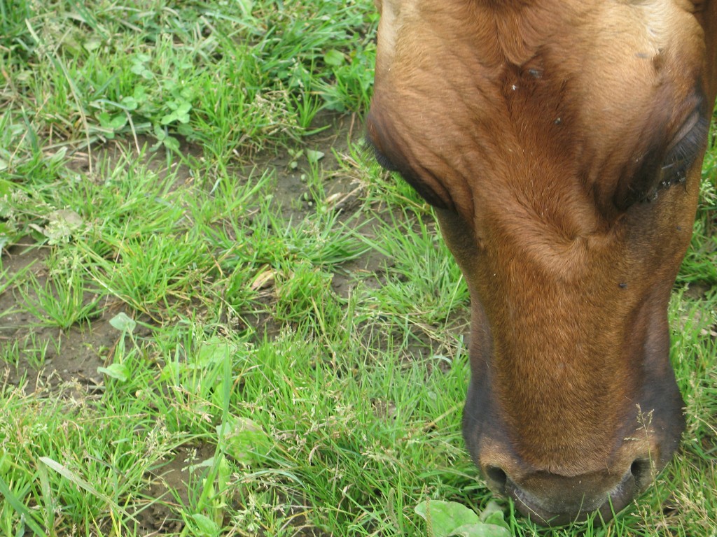 Fill Their Rumens, Get More Milk