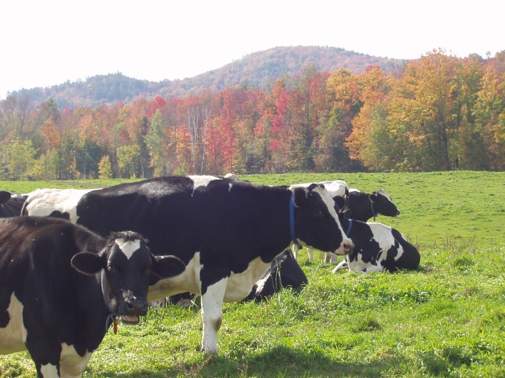 Top Grazing Mistakes (and how to avoid them)