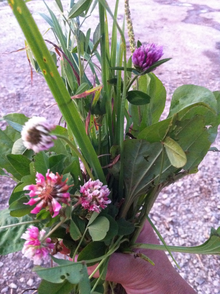 Biodiverse Pastures