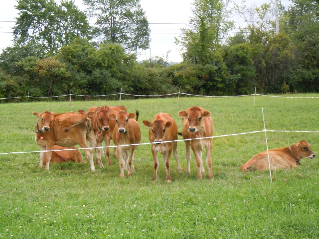 Ins and Outs of Livestock Fence Systems
