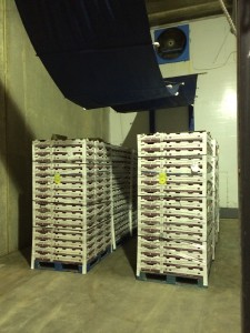 Forced air cooling of pallets in a walk-in cooler. The curtain above is lowered to force cool air through the product stacked on the pallet.