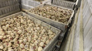 Beets can be stored in bulk bins for months at the right conditions.