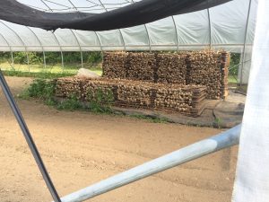 Curing garlic in a high tunnel. The garlic is carefully stacked to allow air distribution among the heads for even curing.