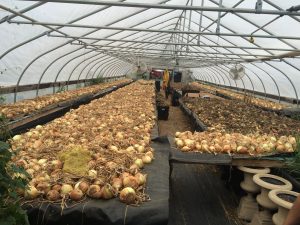 Onions laid out in a single layer for curing in a greenhouse.