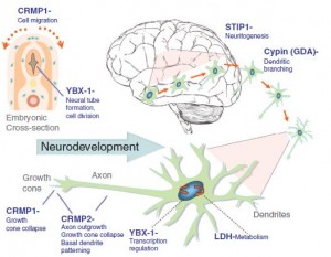 Autism antibodies