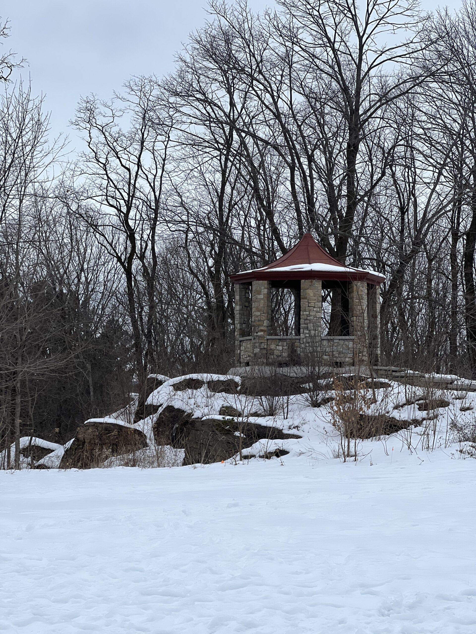 Paper Birch Phenology At Ethan Allen Park Ethan Allen Park Phenology Blog