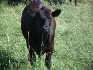Steer in pasture
