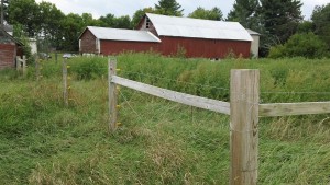 Barnyard and fencing at Pine Island Farm