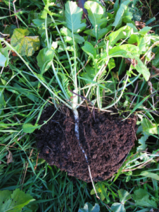 Cover crops show healthy soil where soil and roots are one system