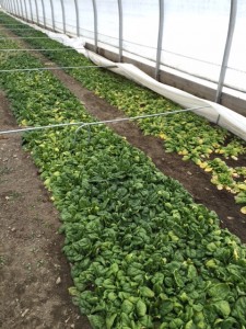 greens in hoophouse intervale