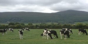 Calves at the White's farm
