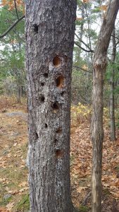 Very large woodpecker holes in (if I remember correctly) a pine, several feet downhill from my place.