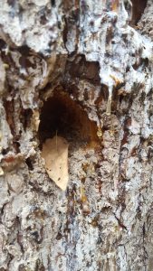 Up-close image of woodpecker hole, dripping sap/pitch also visble
