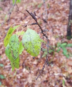 Unidentified, somehow still-green leaf