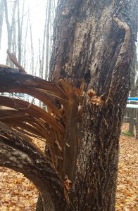 Closer look at splitting tree