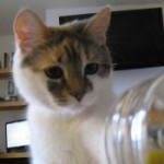 Profile picture of zau