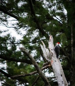 The Pileated Woodpecker Post
