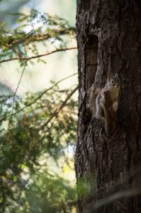 Red Squirrel next to woodpecker signs 