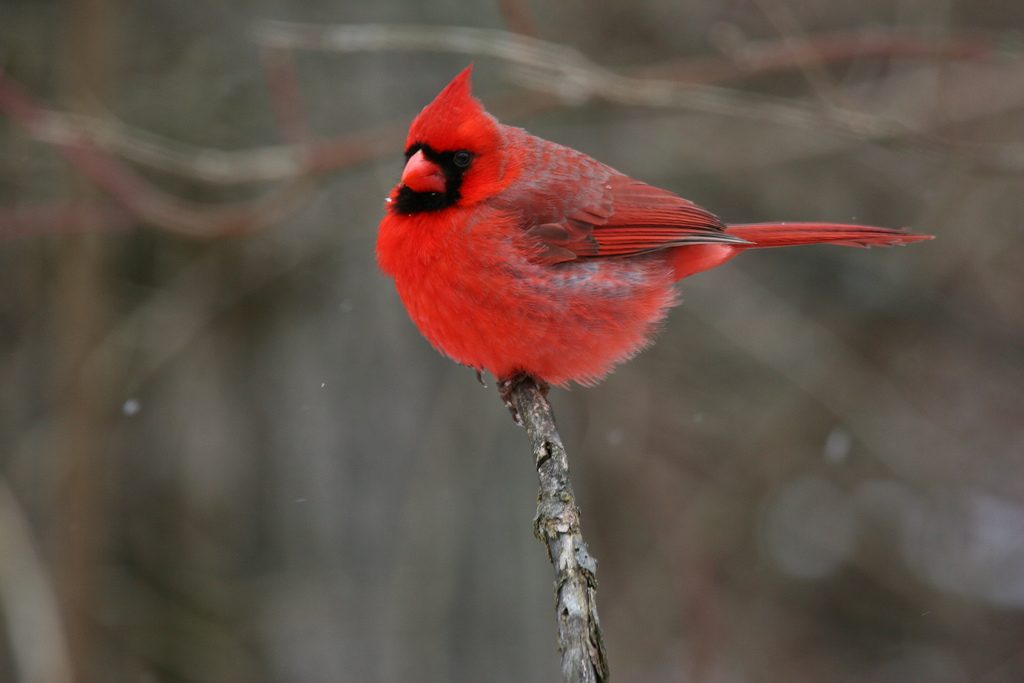 While I am not competent enough to take a photo like this one, a cardinal was spotted. 