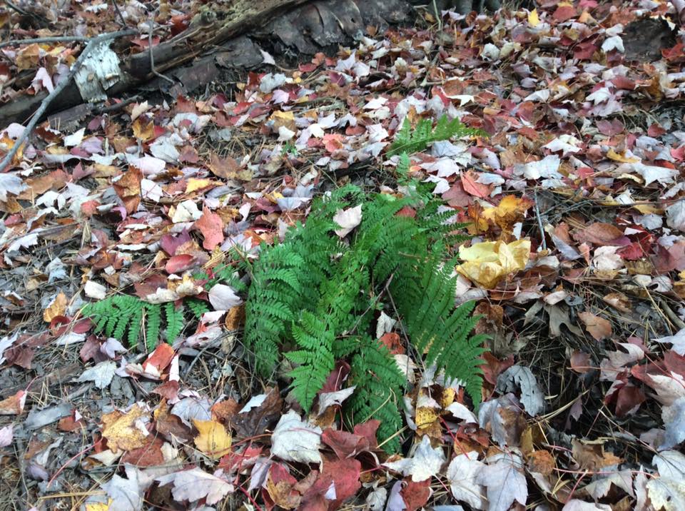 These trampled ferns could have been the result of human activity