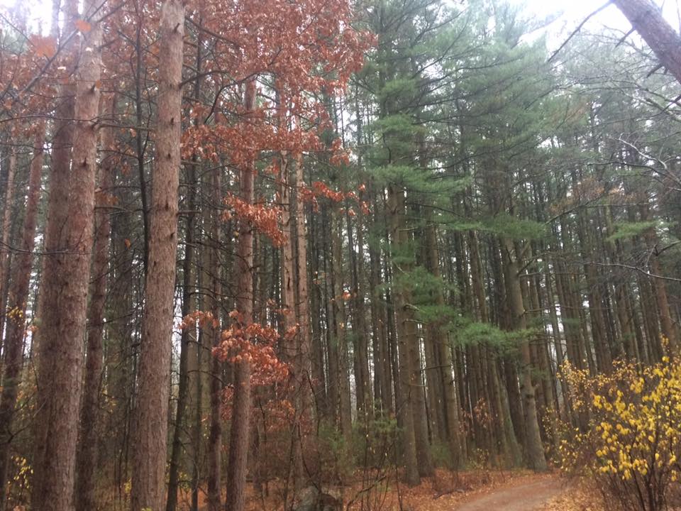 On the walk in to my site I saw a dramatic divide between Eastern White Pines and Red Pines, indicative of human planted trees