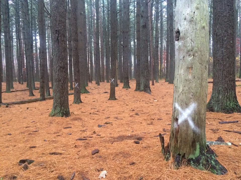 Some dead trees are marked with white x's, indicating that they be removed through some forest management practices.