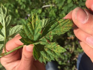 Leaf infected with downy mildew.