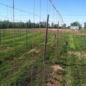 Training hops at Borderview Research Farm.