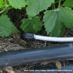 Irrigation system at Borderview Hopyard